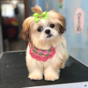 Meet your Posher, Leticia